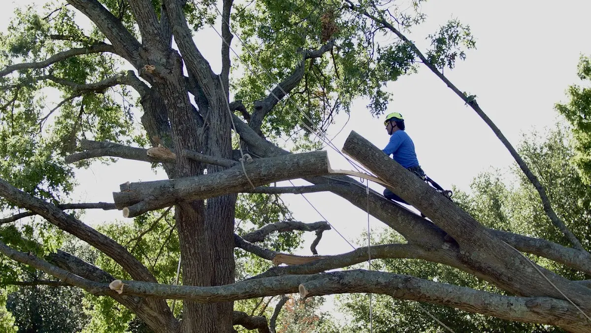 Professional Hazardous Tree Removal performed by certified arborists in Hopkinton